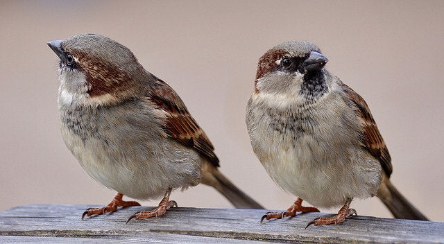 House Sparrow necklace or brooch