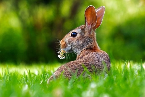 Running hare jewellery