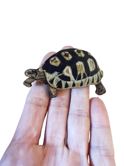 Large tortoise brooch