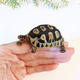 Large tortoise brooch