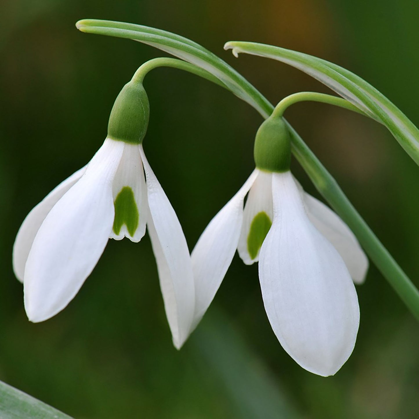 Snowdrop earrings