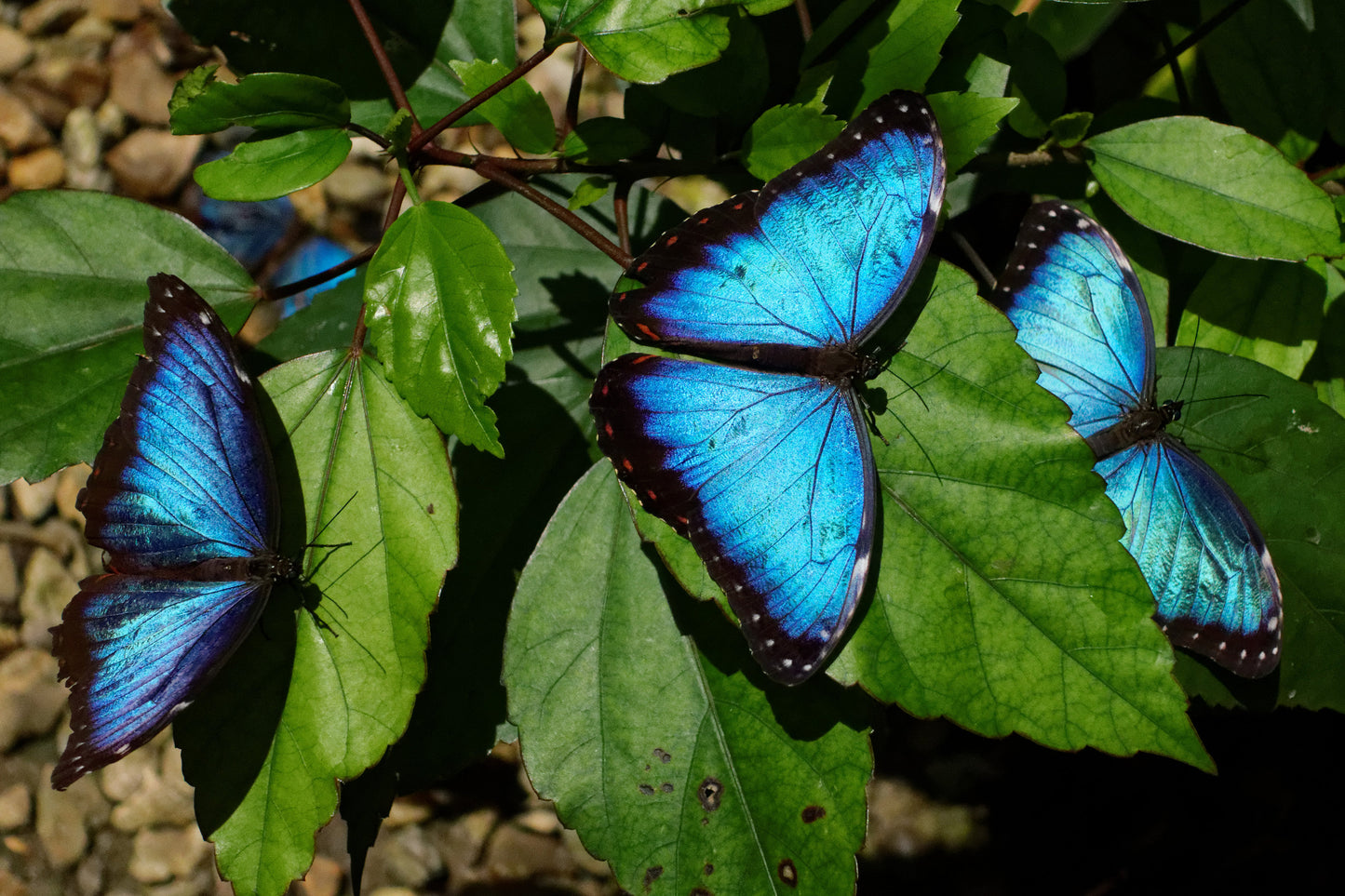 Blue Morpho butterfly earrings